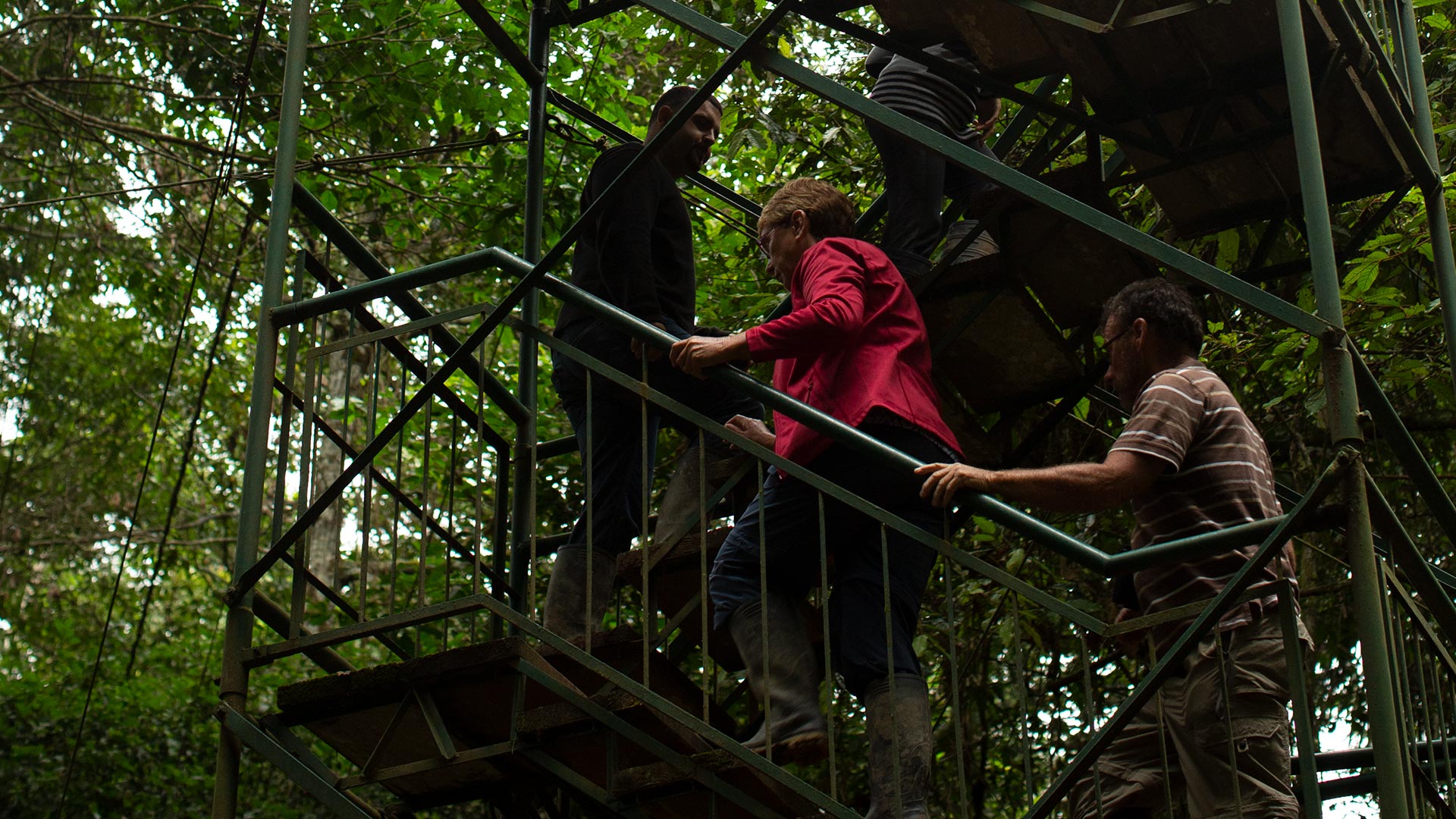 Canopy in Madre de Dios